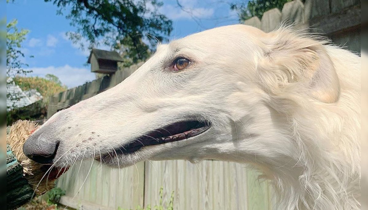 Бультерьер черный