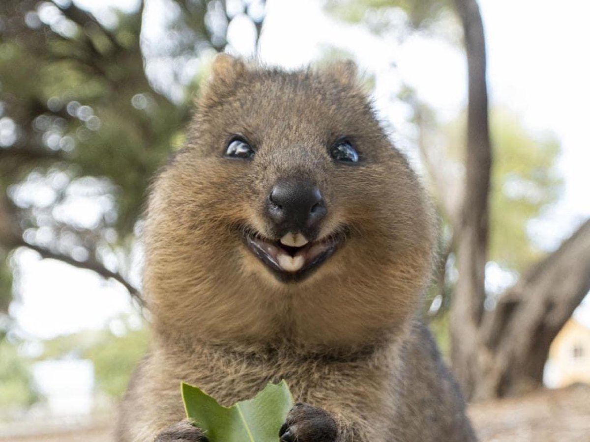 Квока Австралия