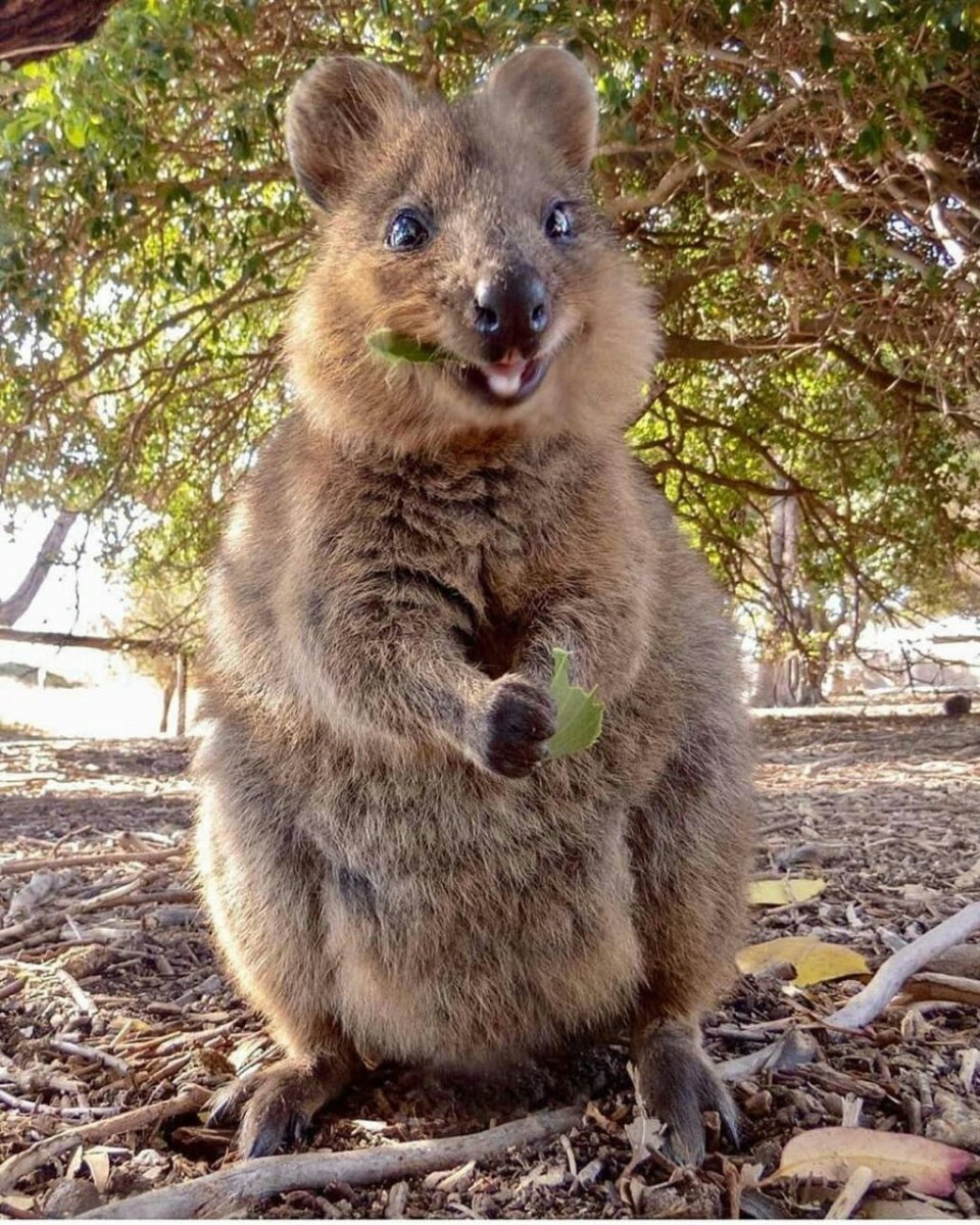 Зверюшки в скандинавском стиле