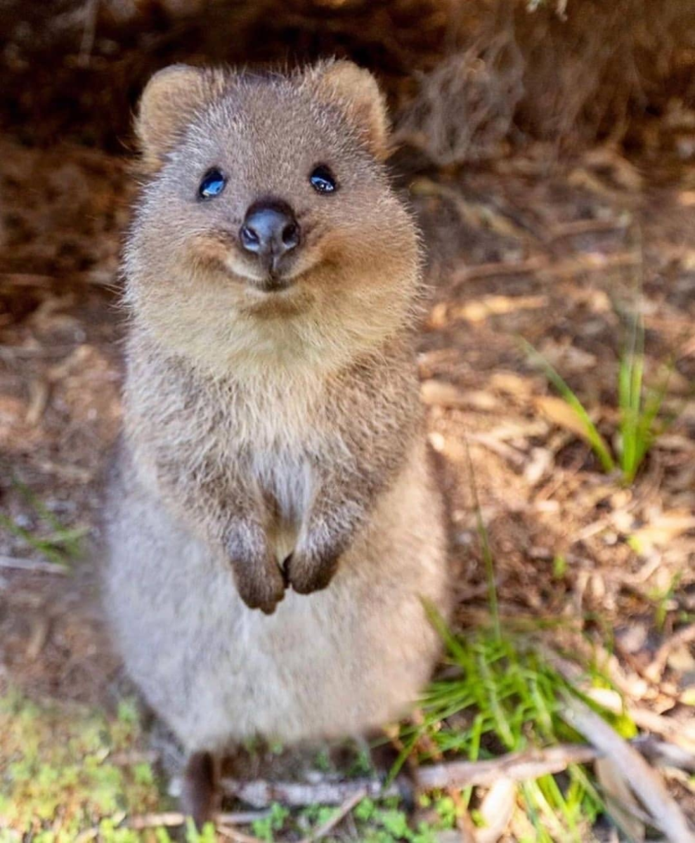 Квокка улыбается