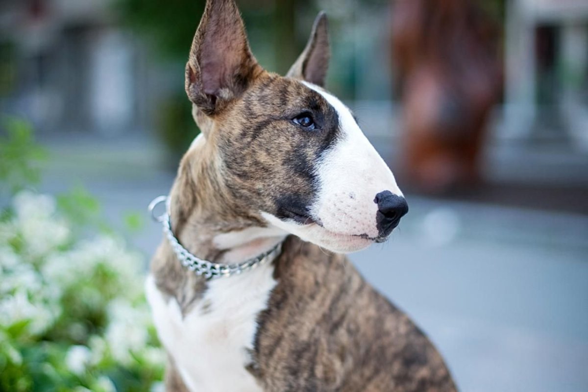 Собака бультерьер