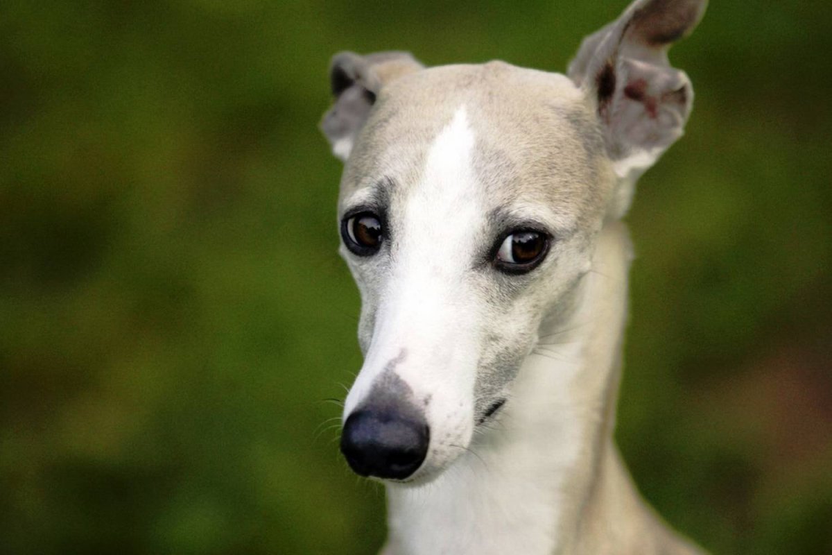 Русская псовая борзая Эрис