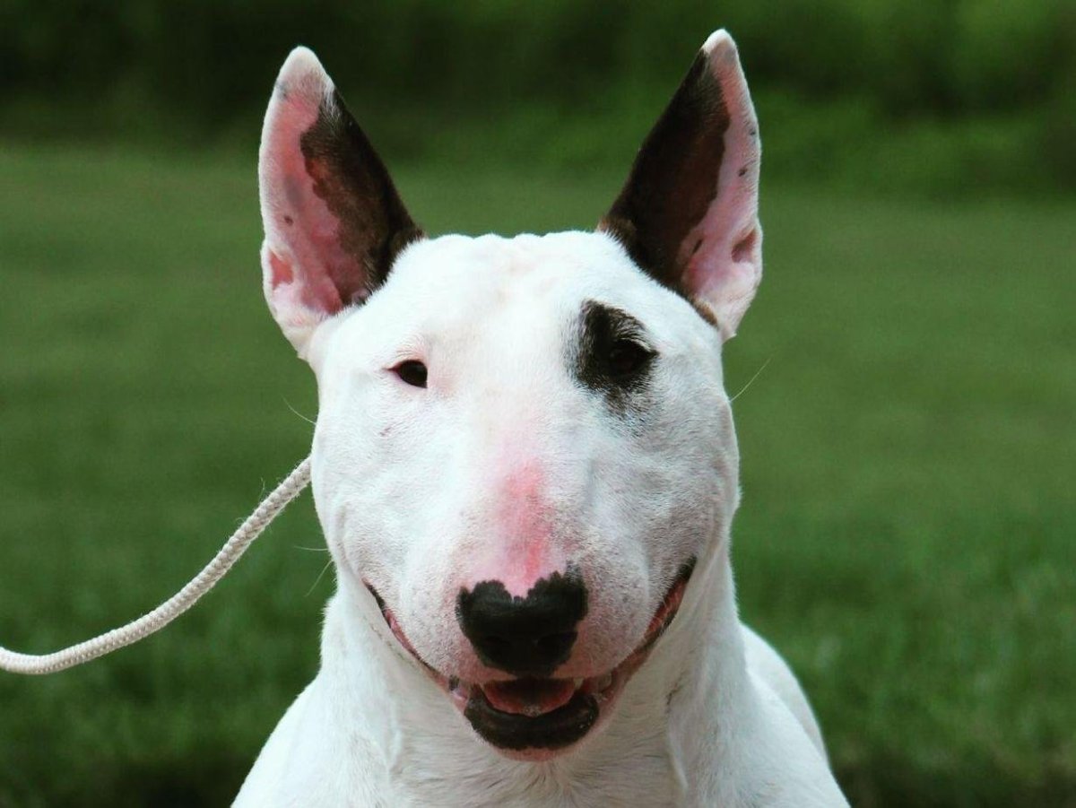 Бойцовский бультерьер