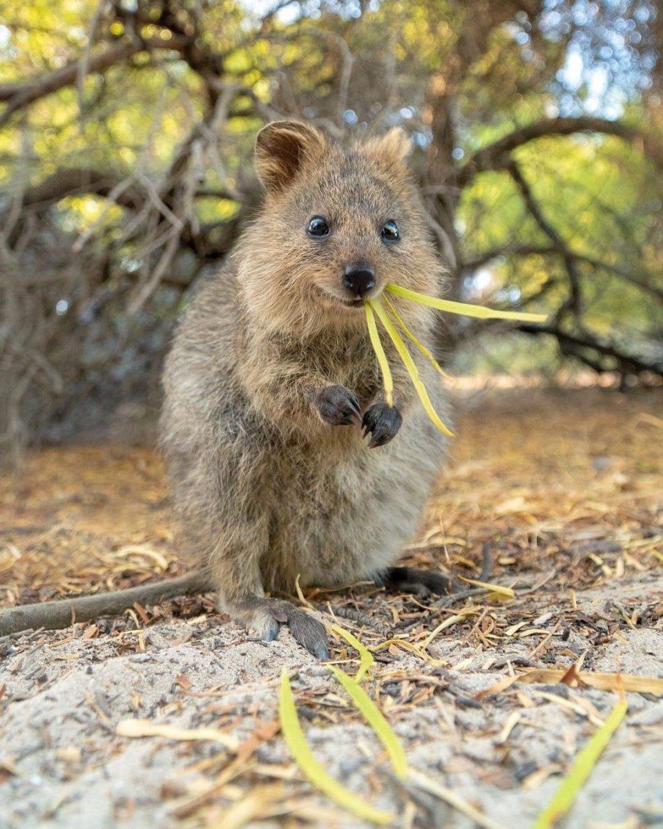 Кенгуру Квокка