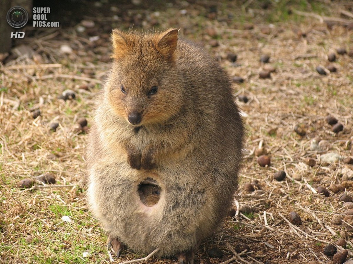 Квокка сумчатый зверь