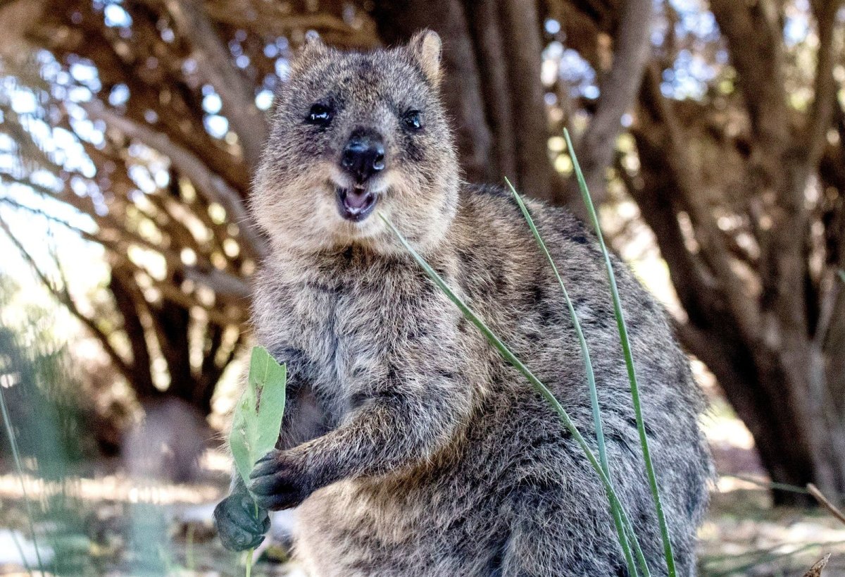 Альпака Мем