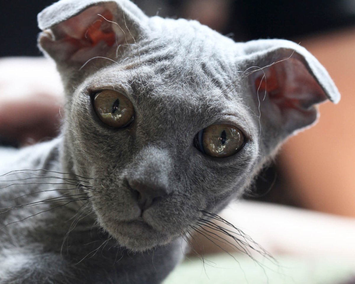 Украинский левкой кошка