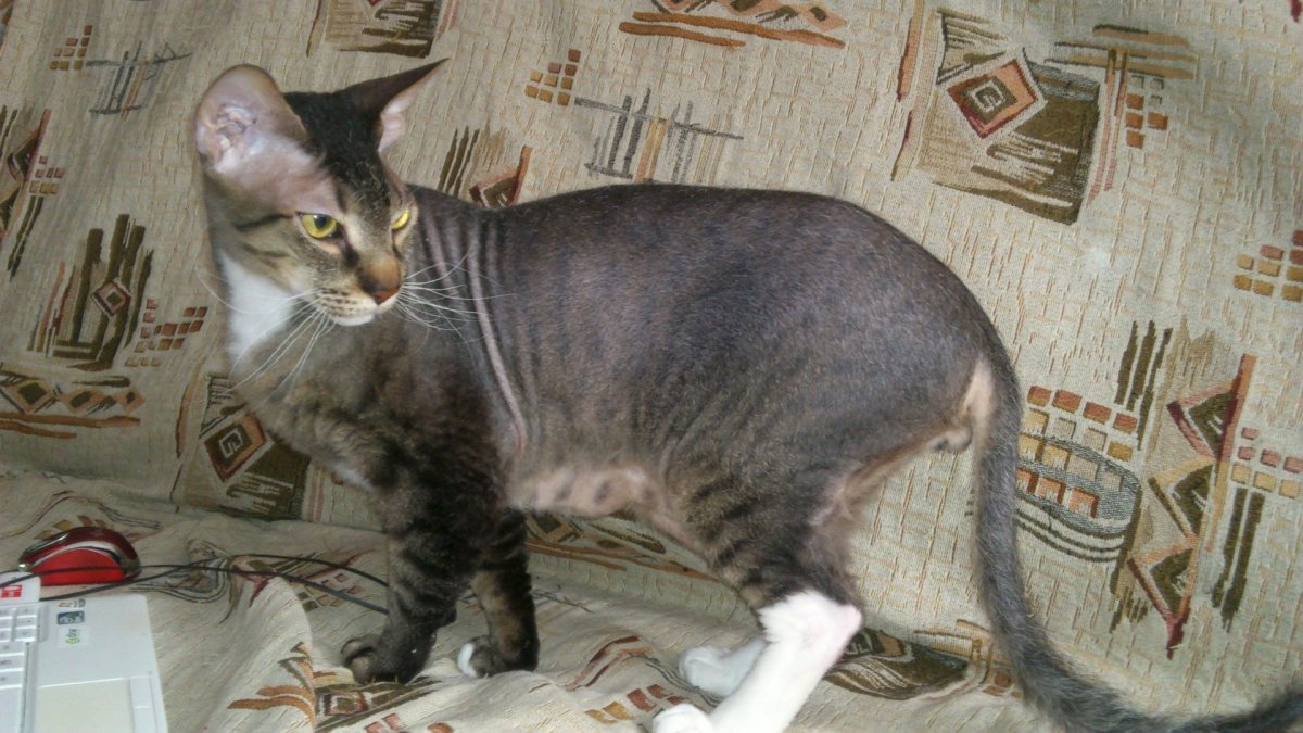 Сфинкс кот помесь