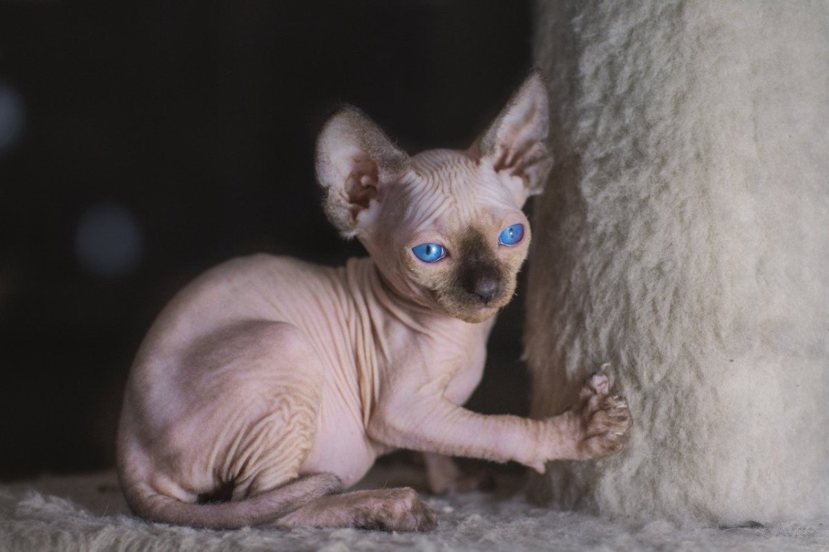 Кошачья киска