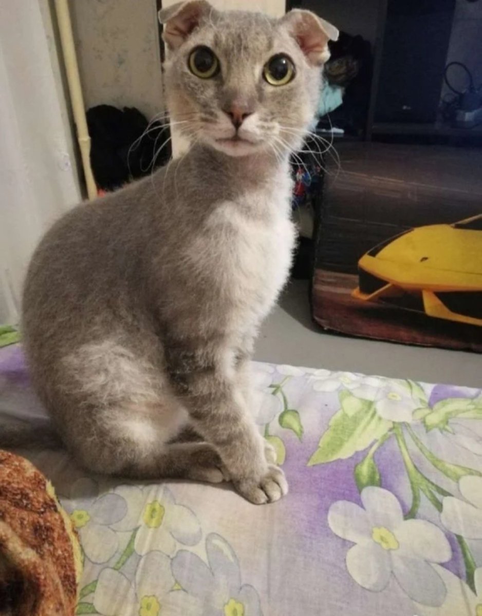 Метис сфинкса