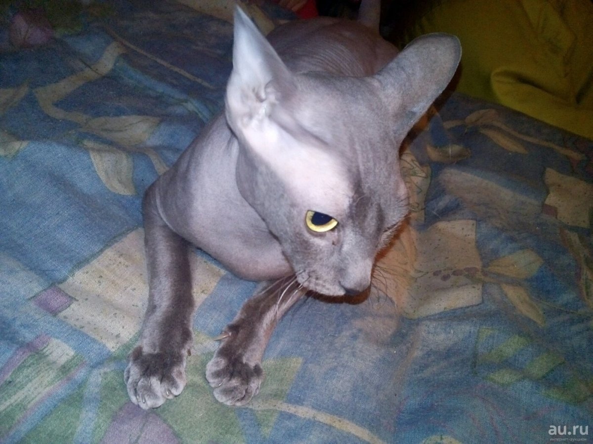 Сфинкс полусфинкс