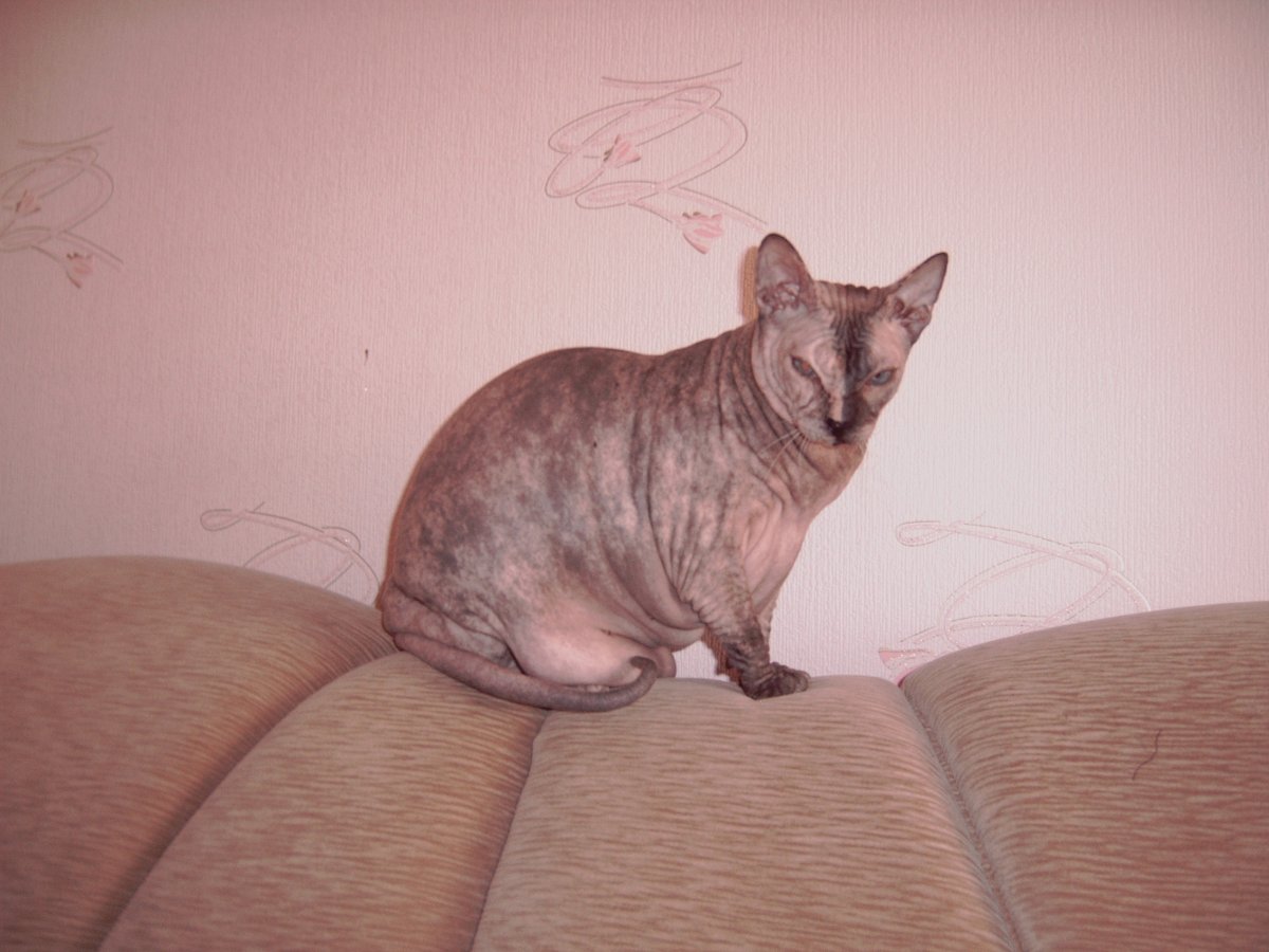 Метис Корниш Рекса