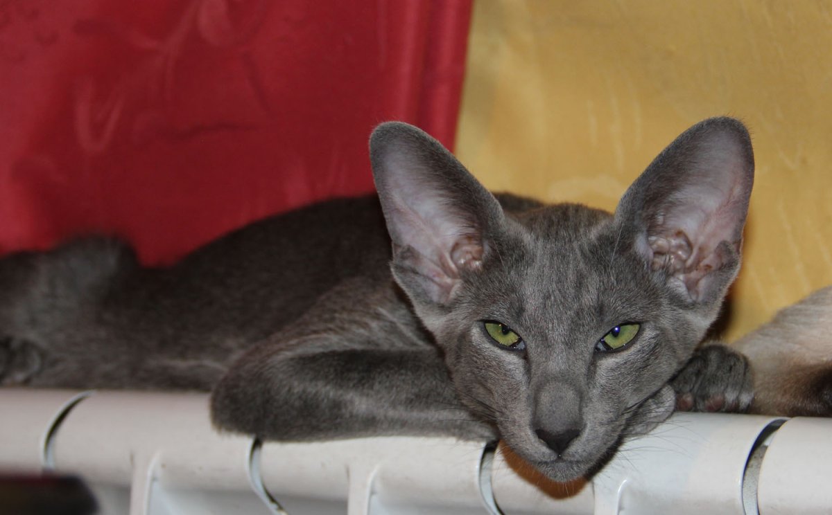 Сфинкс волосатик порода