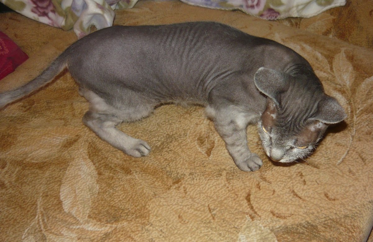 Персидский кот и сфинкс