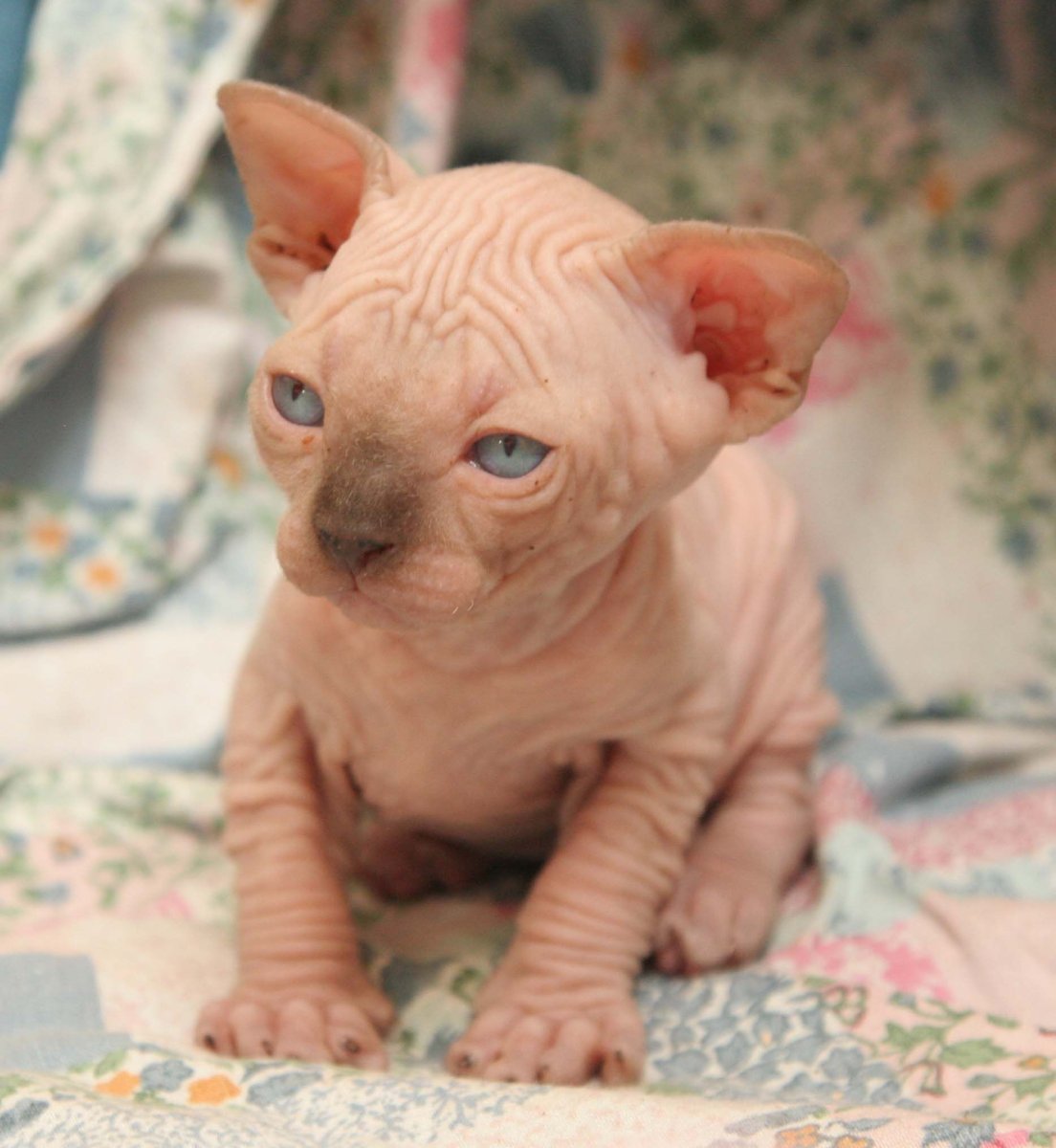 Сфинкс и британец