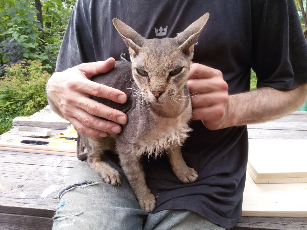 Порода рыжий Корниш рекс