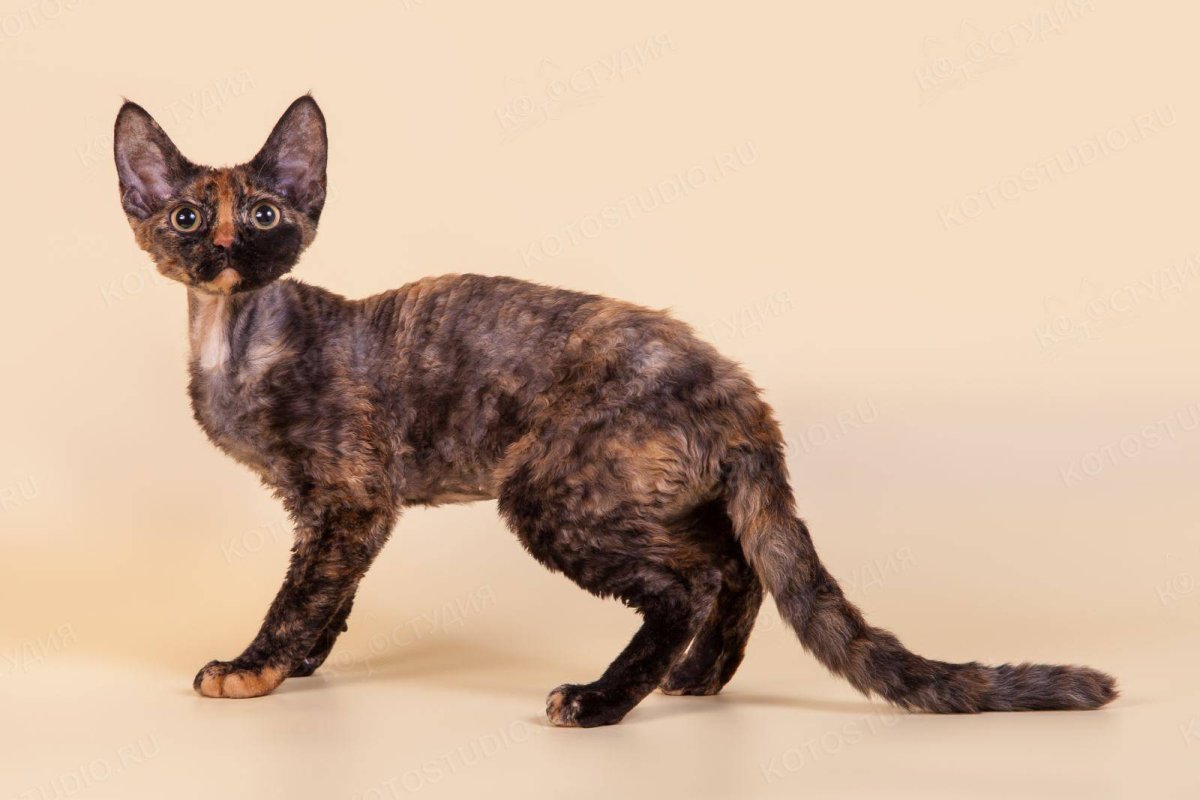 Сфинкс кот метис