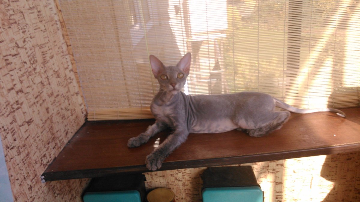 Кошка сфинкс помесь