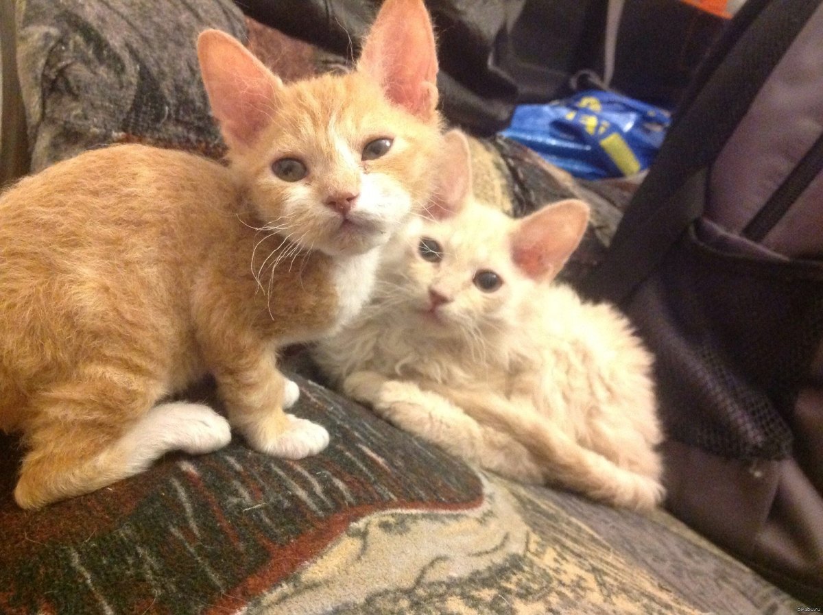 Смесь сфинкса и британца