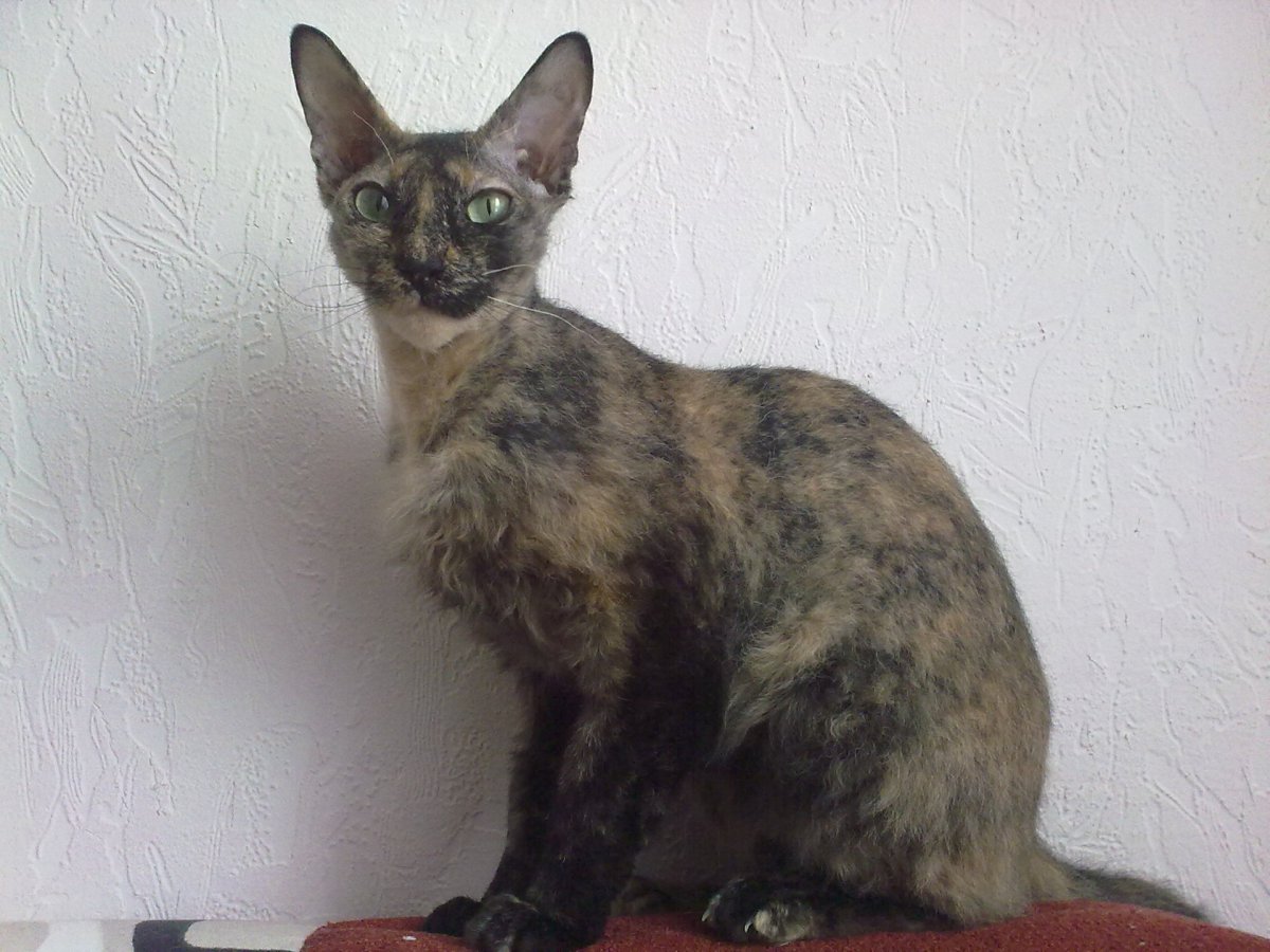 Петерболд серый