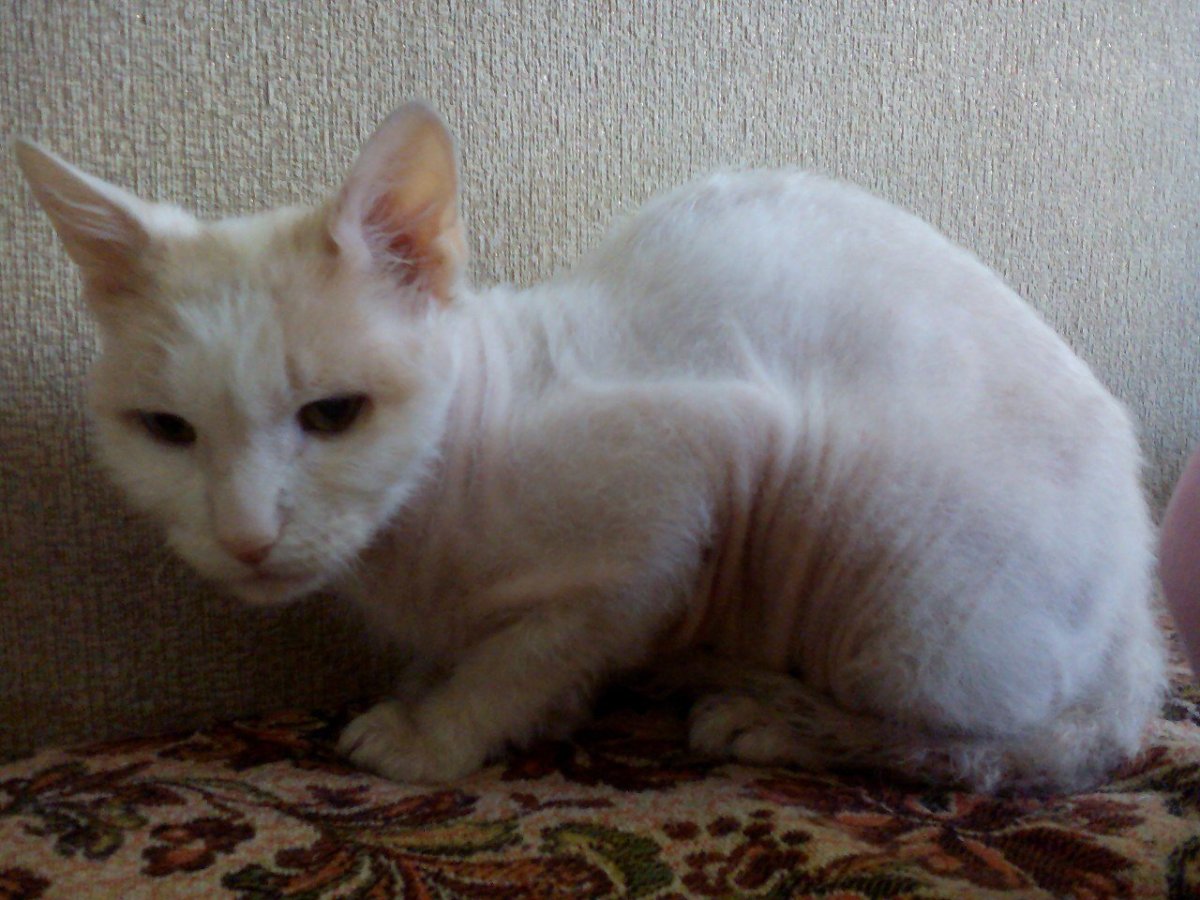 Котята сфинкс браш