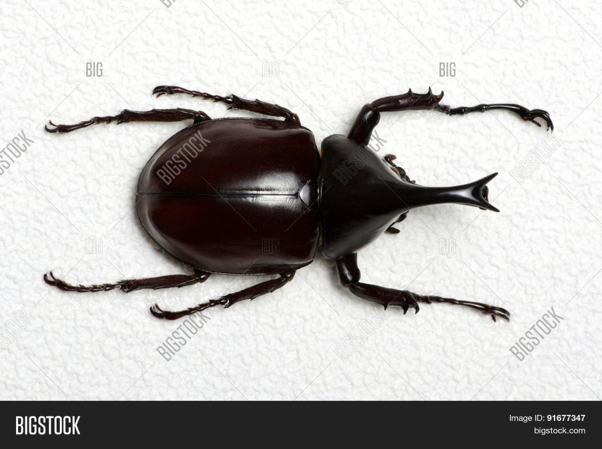 Строение жука носорога