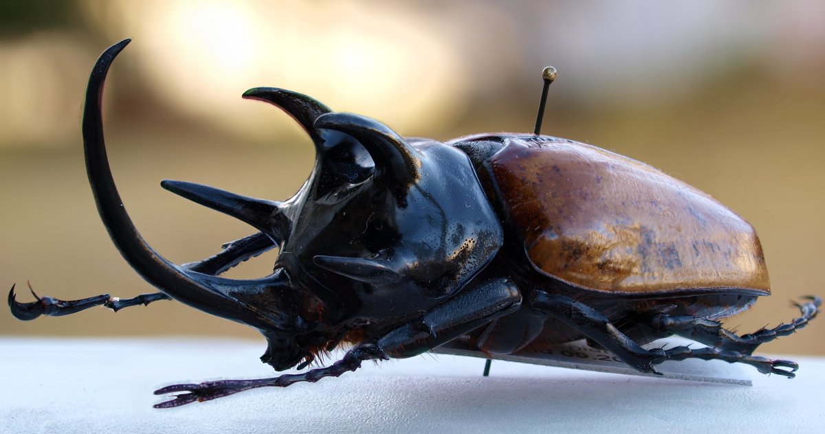 Жук носорог Геркулес