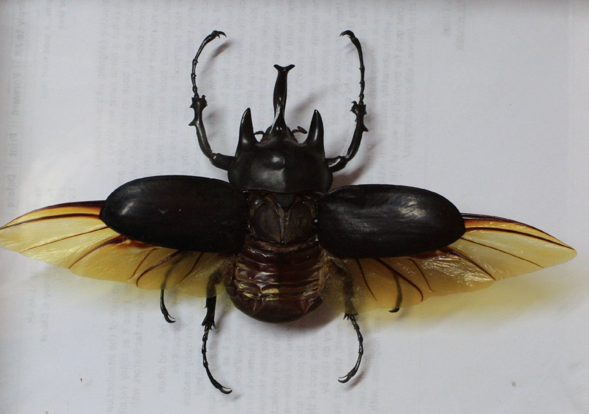 Жук носорог Крылья