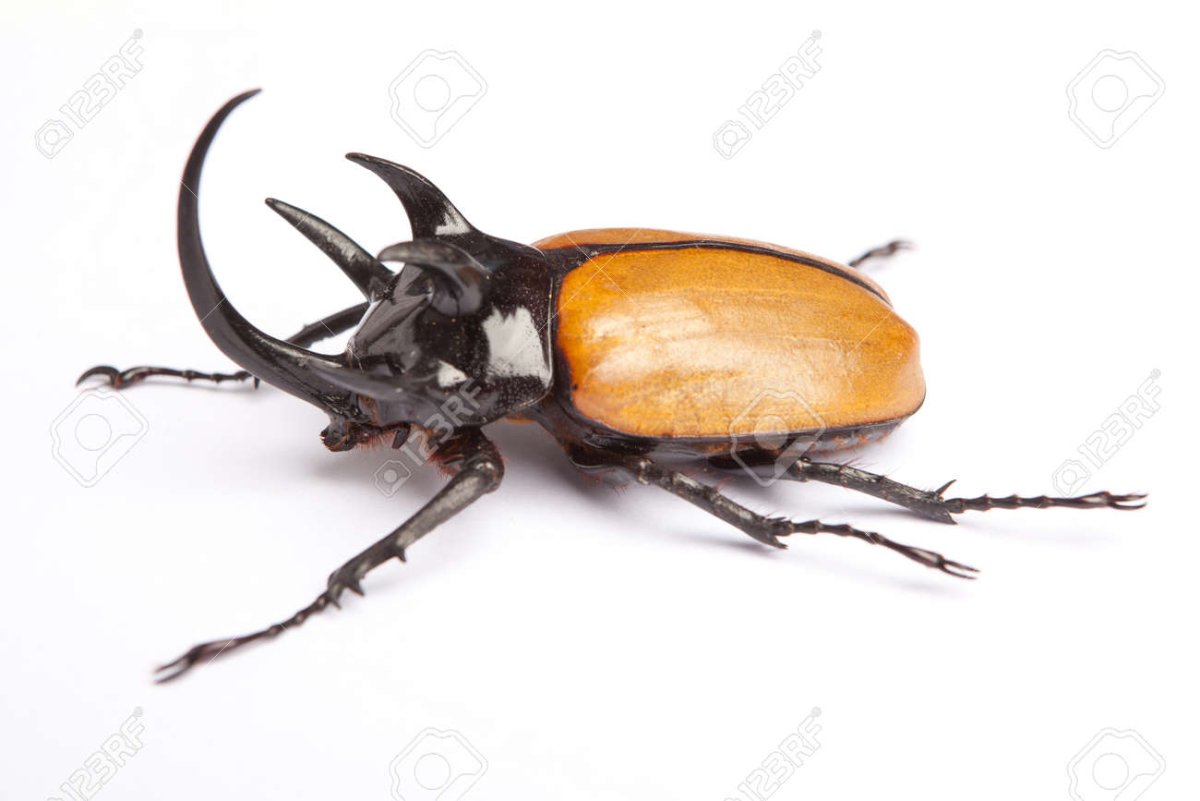 Белый Жук с рогами