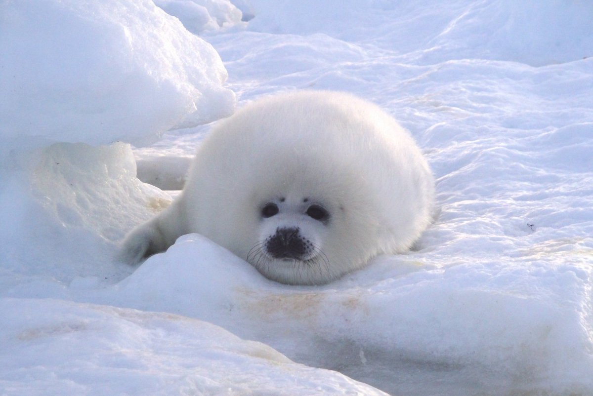 Байкальская Нерпа Белек