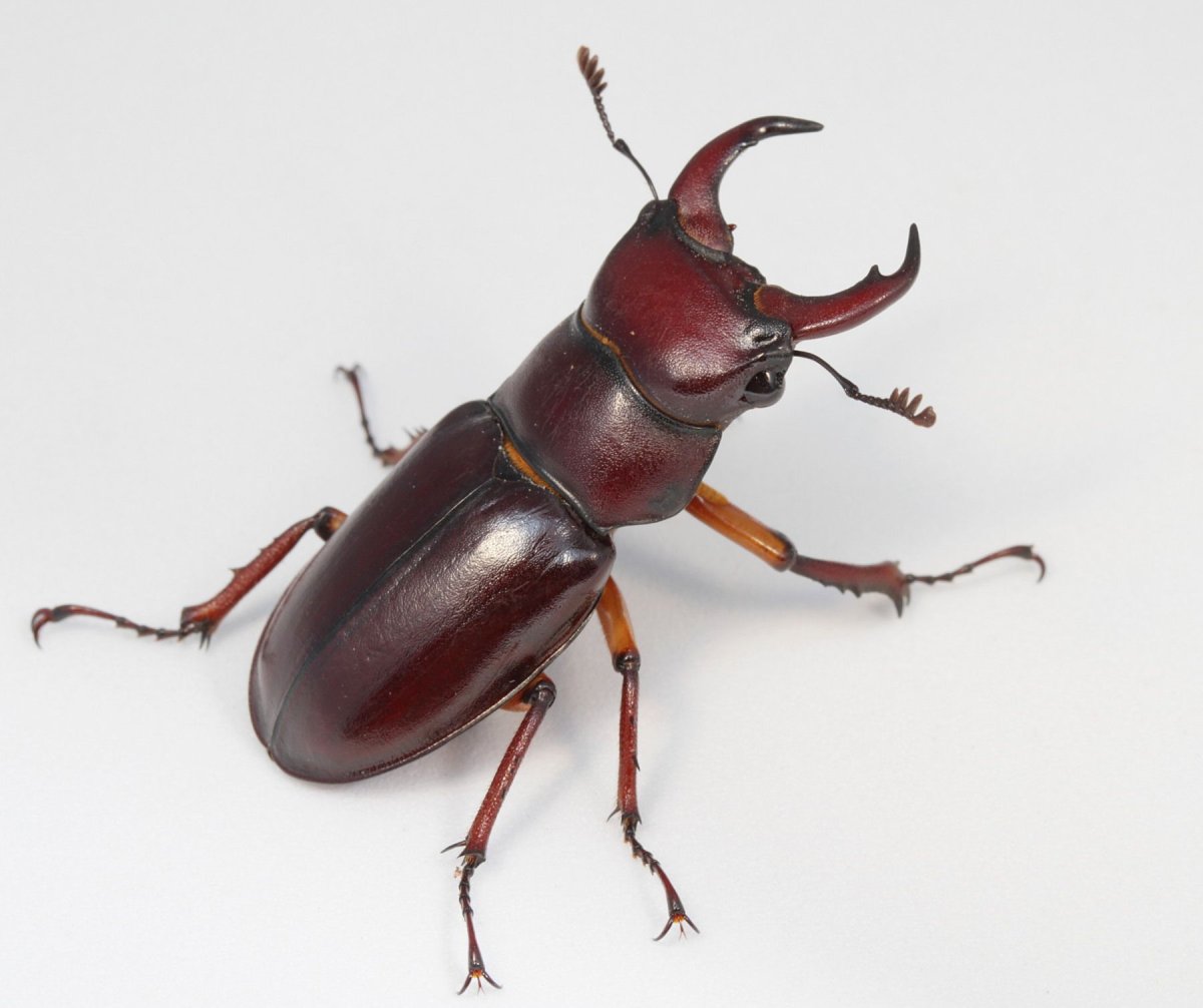 Lucanus capreolus