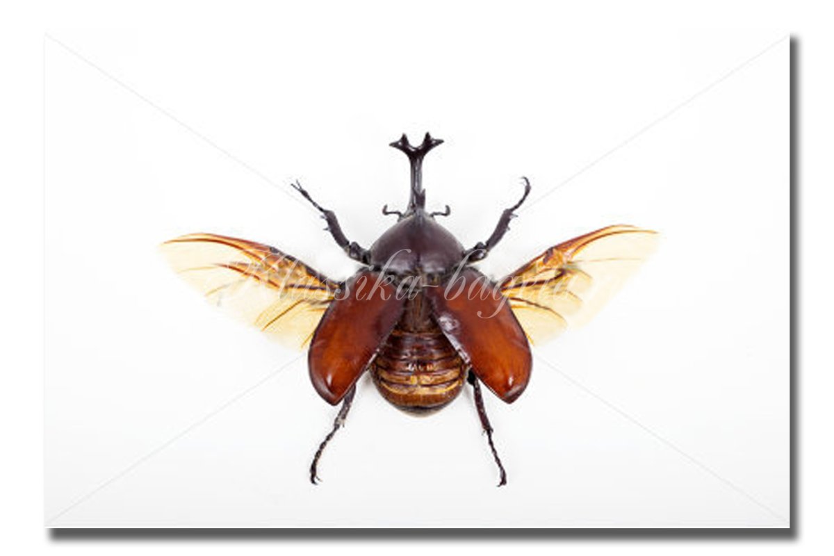 Жук с рогами на белом фоне на спине