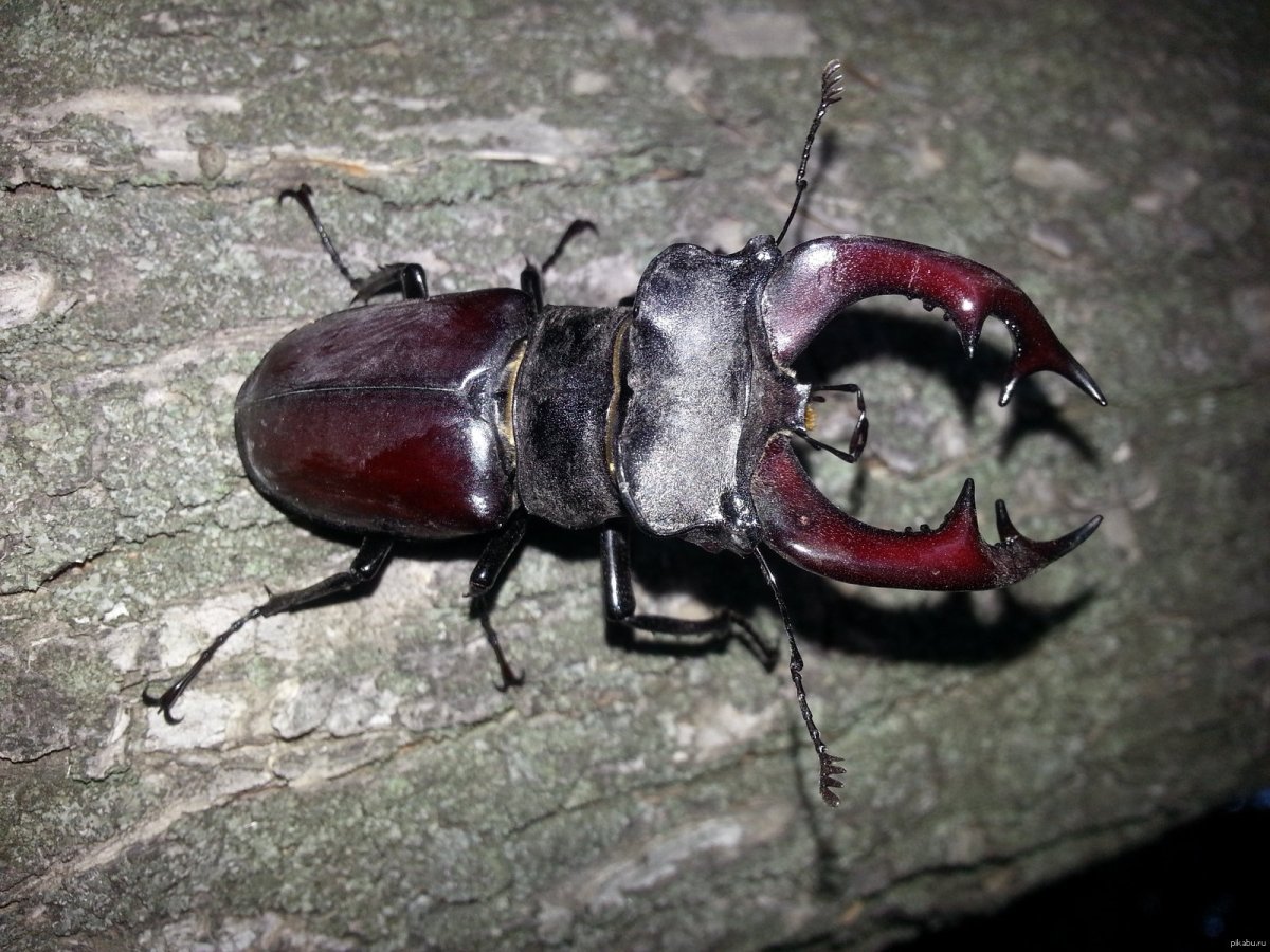 Жук олень носорог Рогач