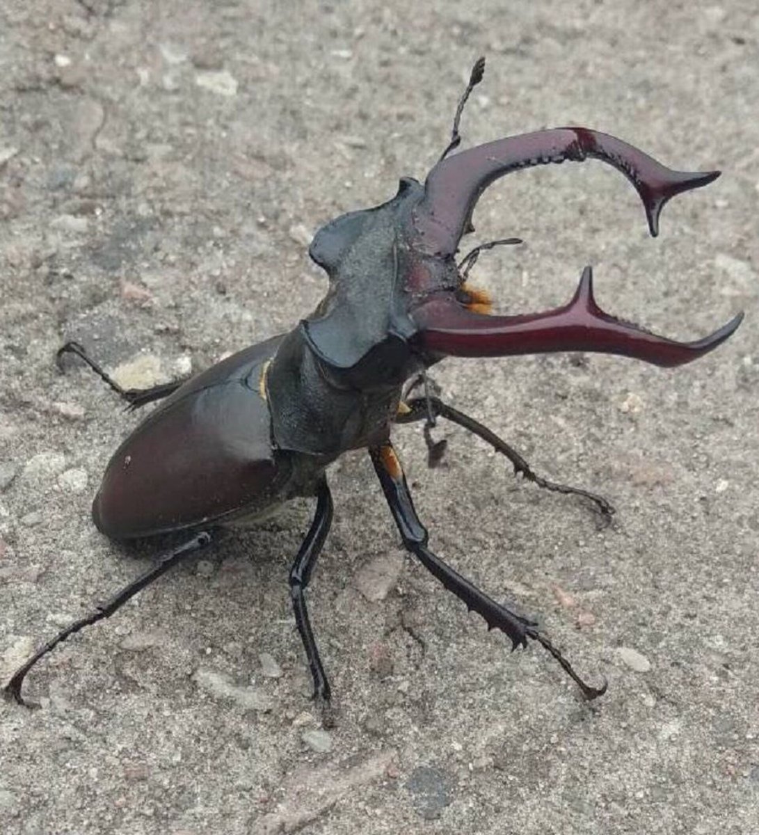 Жук олень носорог Рогач