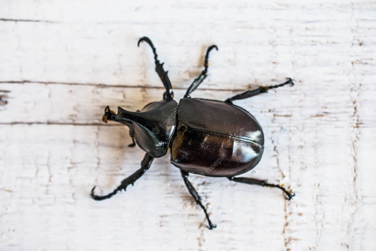 Черный Жук с рогами на голове