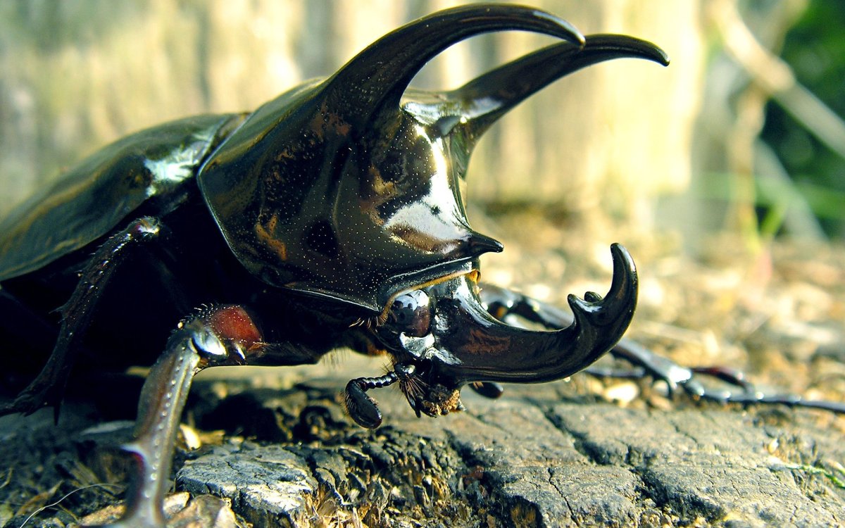 Вильчаторогий Жук носорог