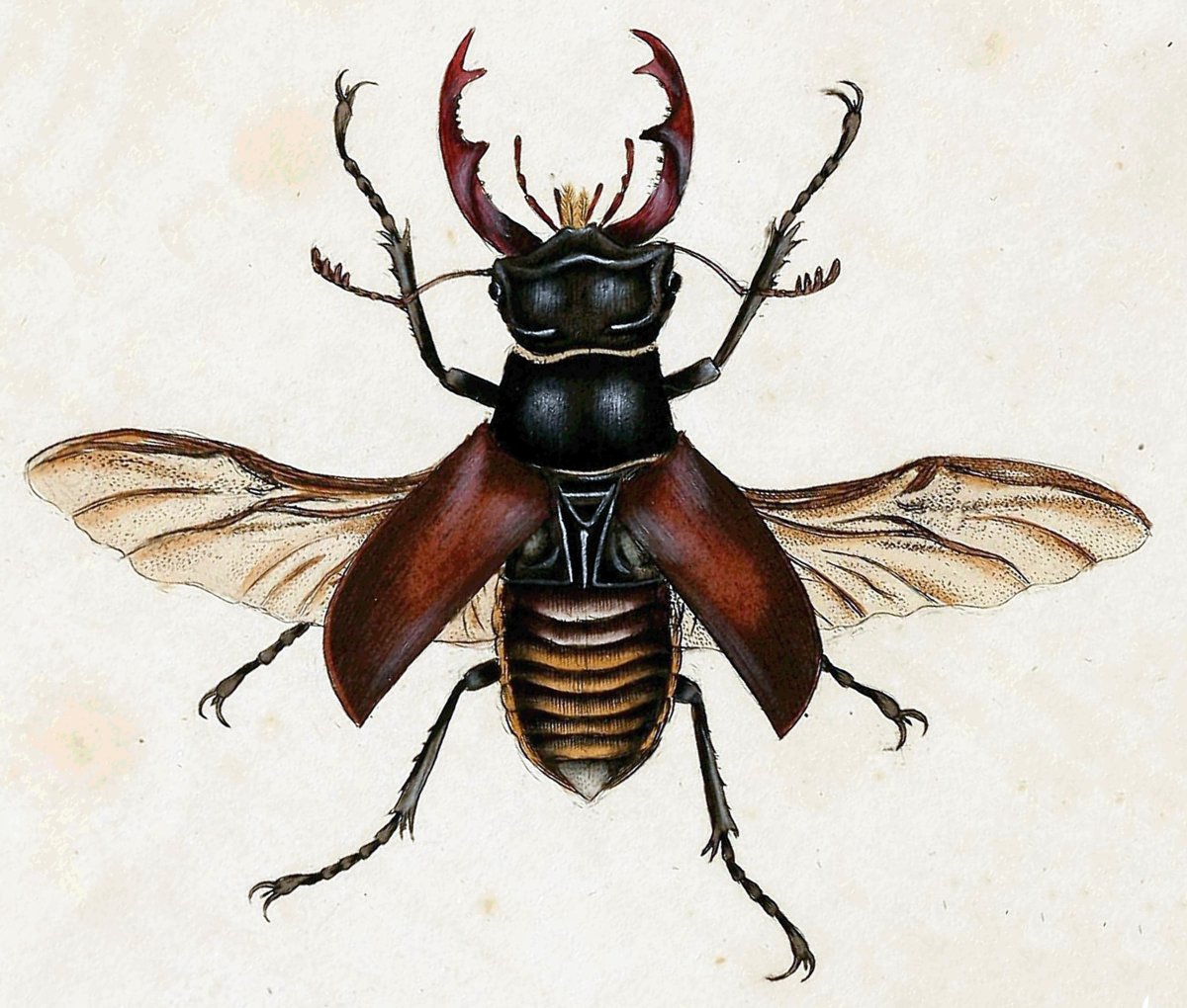 Пидерус Жук