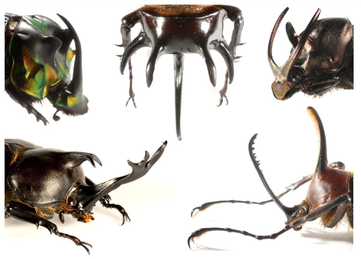 Рога Эволюция