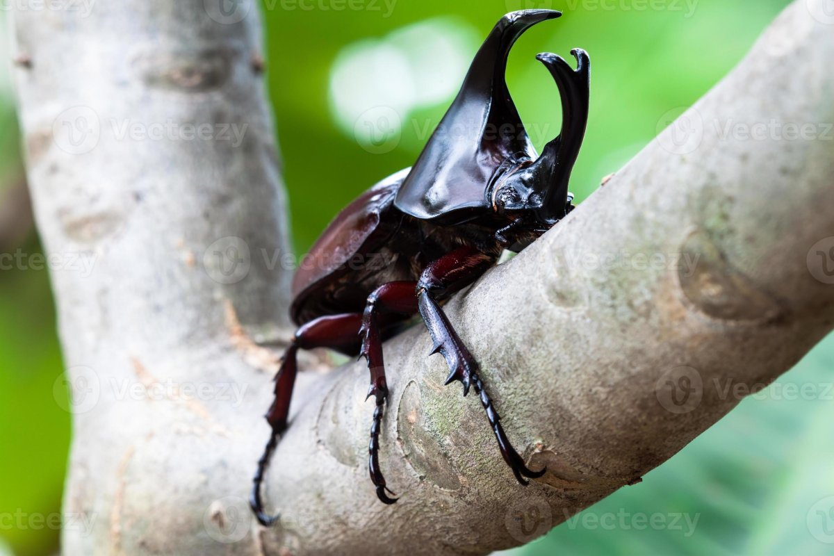 Жук носорог против жука геркулеса
