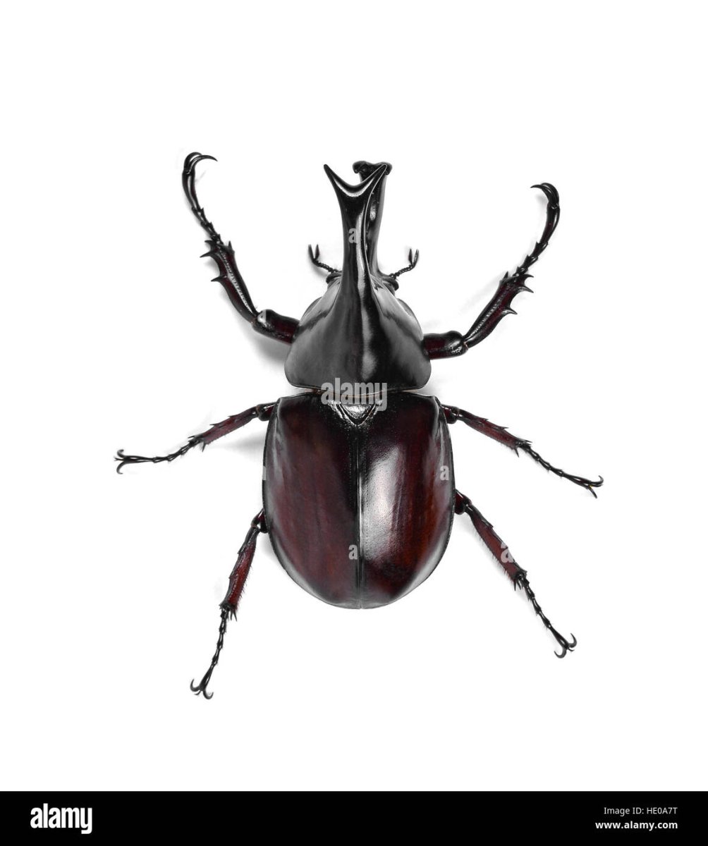 Жук носорог мужчина