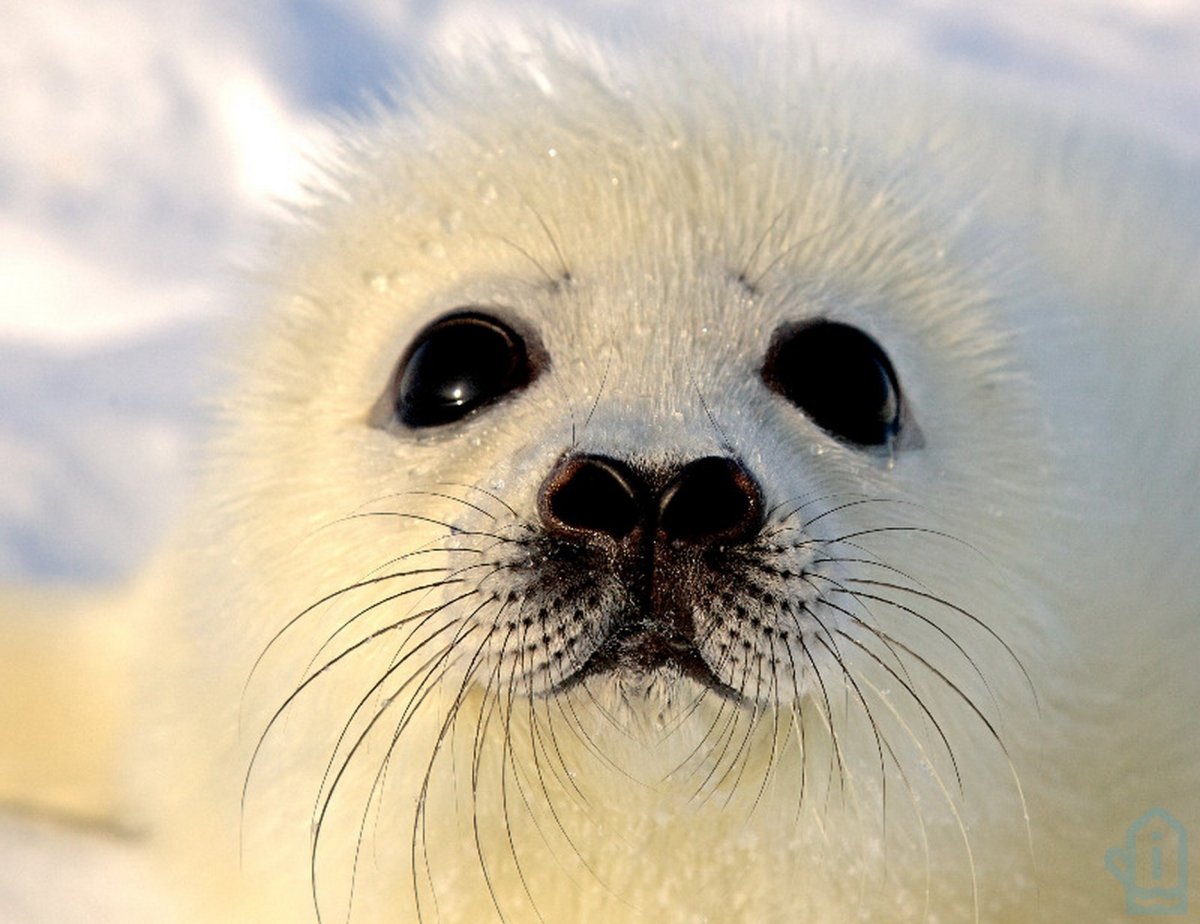 Толстый Белек