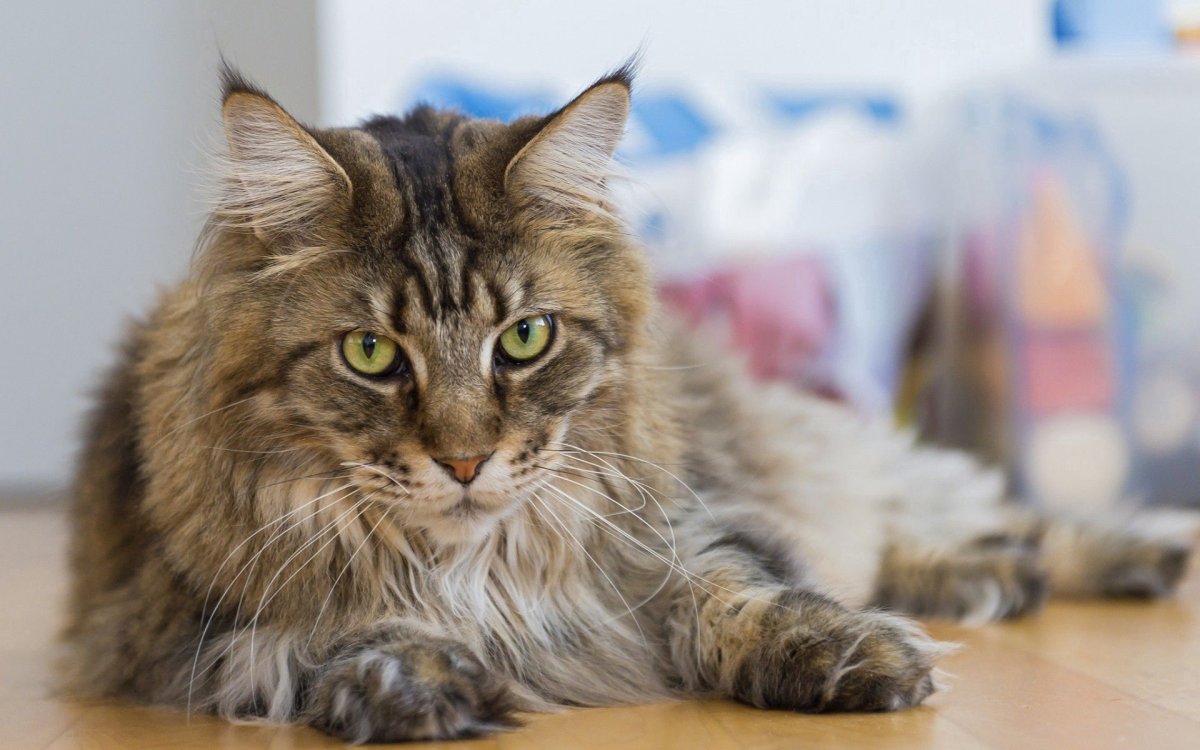 Сибирский кот и Мейн кун