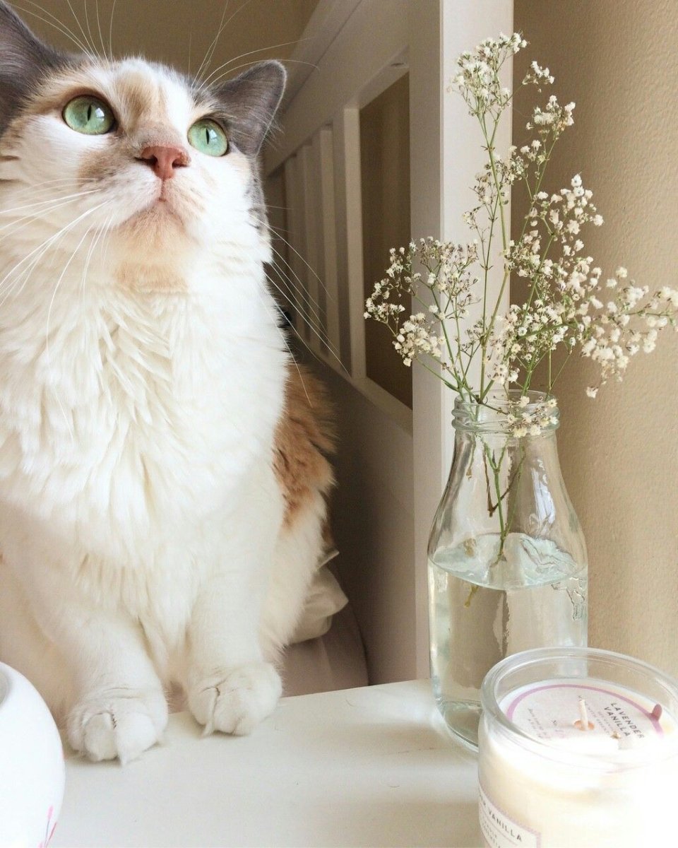 Коты в кровати