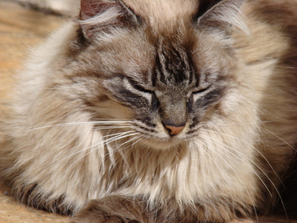 Сибирский Мейн кун