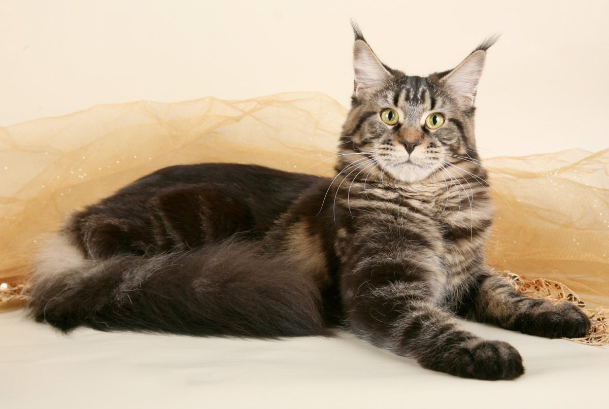 Кошачий уют