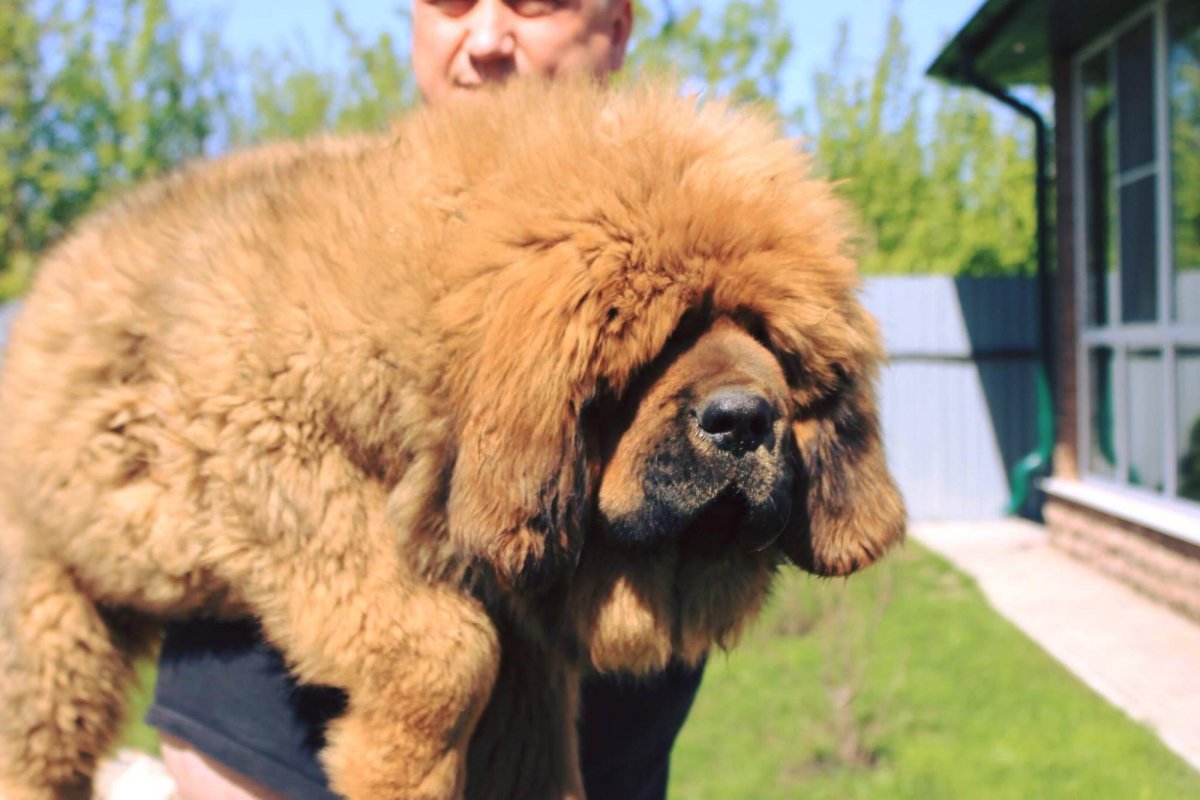 Тибетский мастиф злой