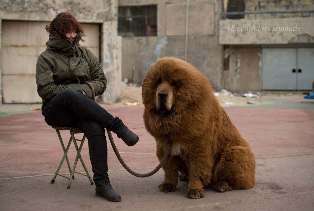 Голден Дудаль порода собак