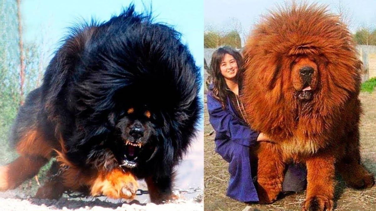 Тибетский мастиф злой