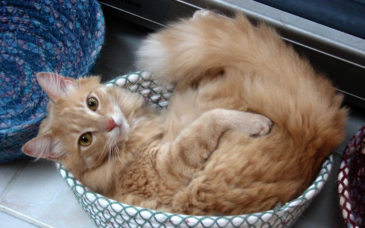 Рыбка для кошки