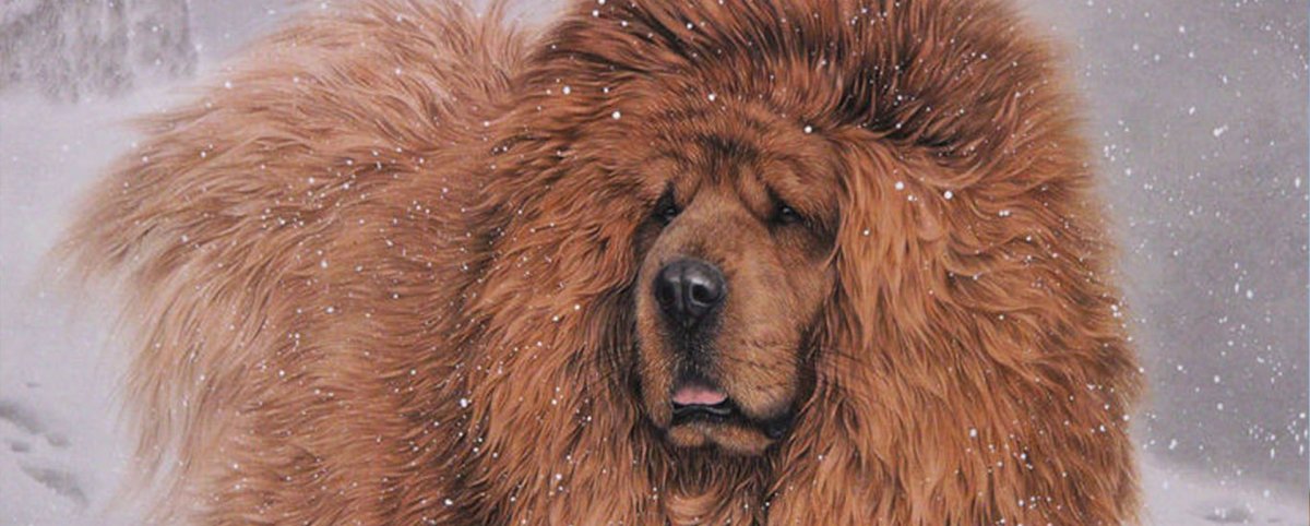 Тибетский мастиф